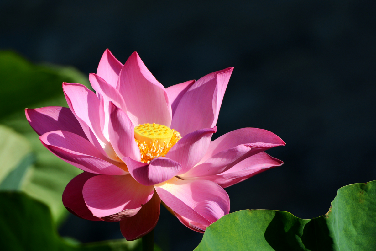 nEO_IMG_DSC_4212.jpg