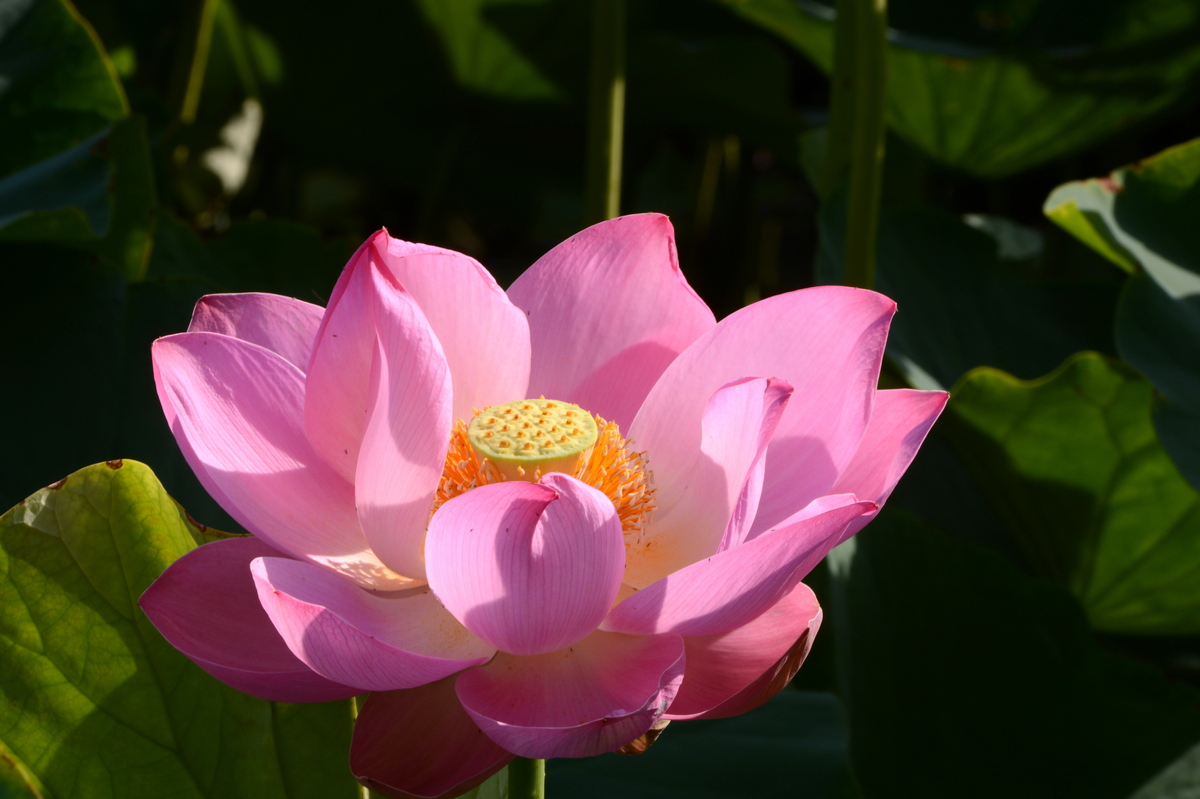 nEO_IMG_DSC_4226.jpg