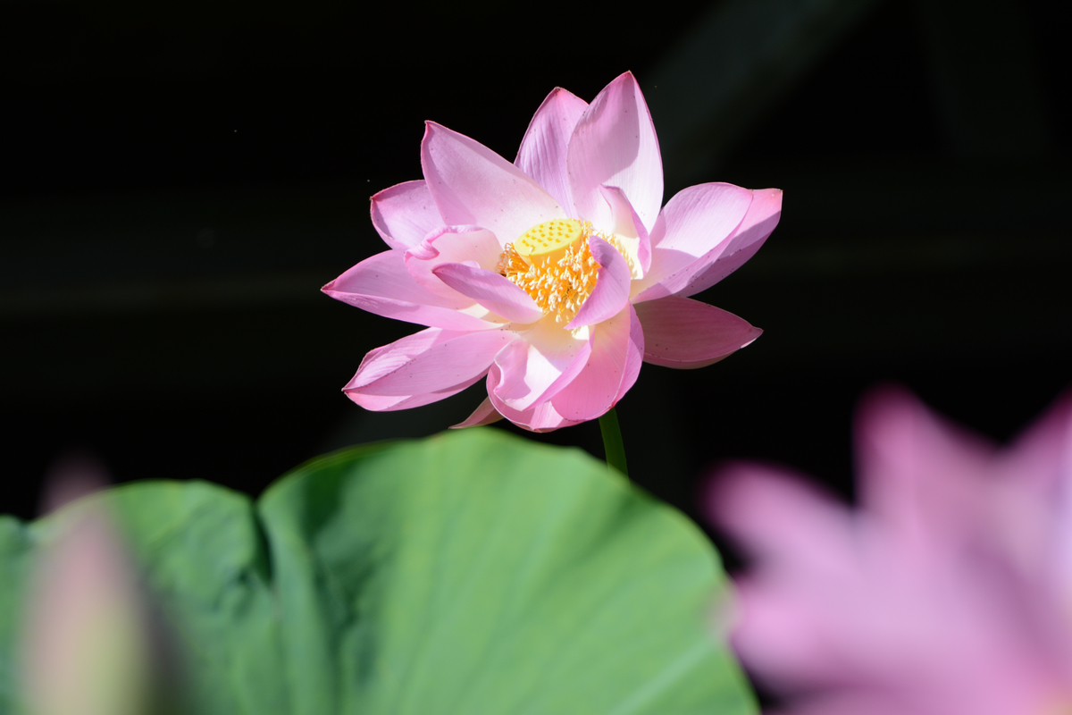 nEO_IMG_DSC_4353.jpg