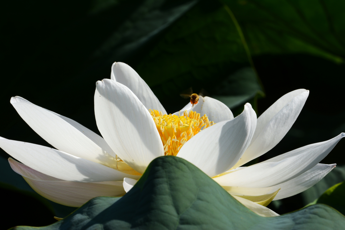 nEO_IMG_DSC_4263.jpg