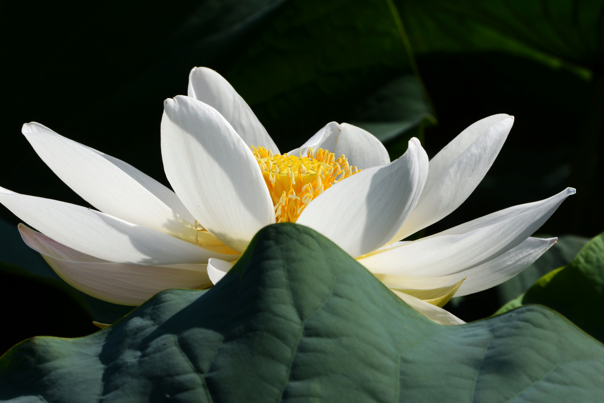 nEO_IMG_DSC_4265.jpg