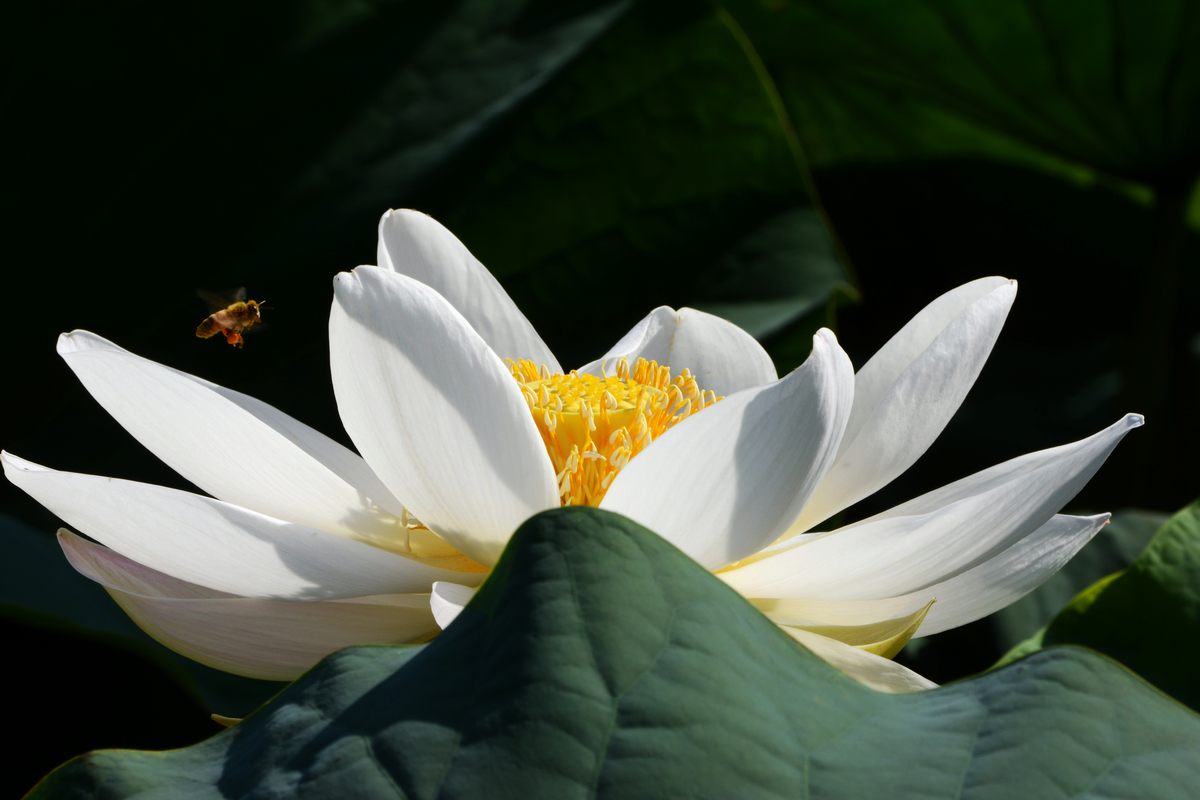 nEO_IMG_DSC_4259.jpg
