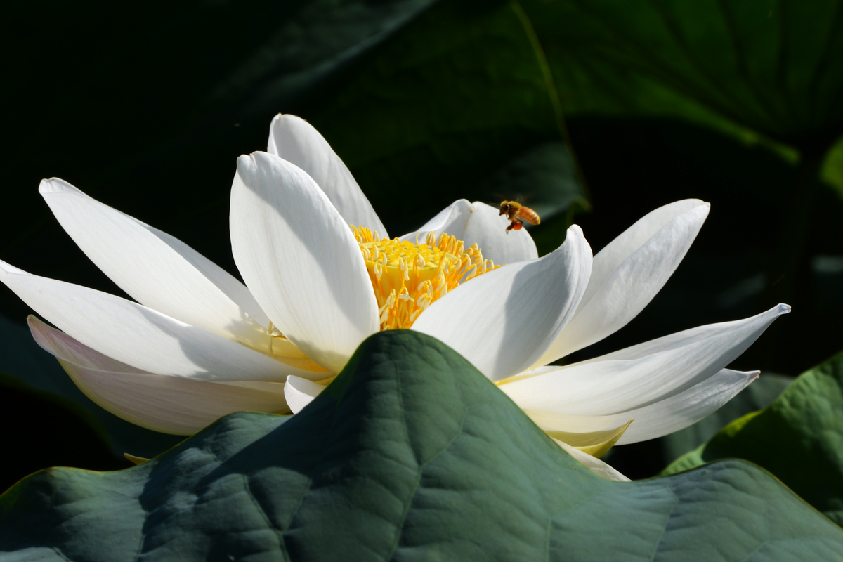 nEO_IMG_DSC_4266.jpg