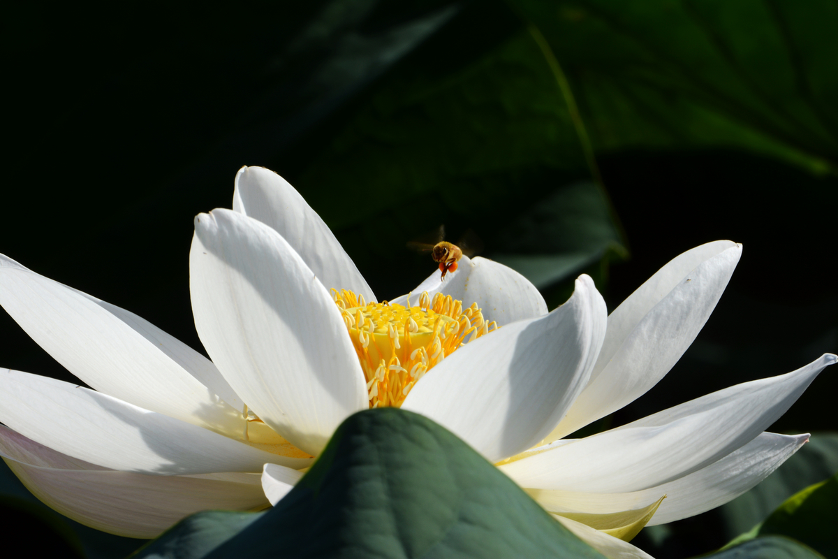 nEO_IMG_DSC_4262.jpg