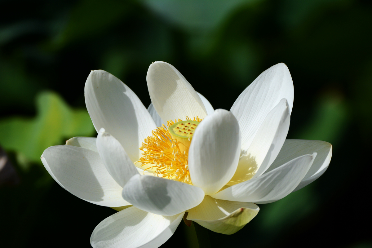 nEO_IMG_DSC_4354.jpg