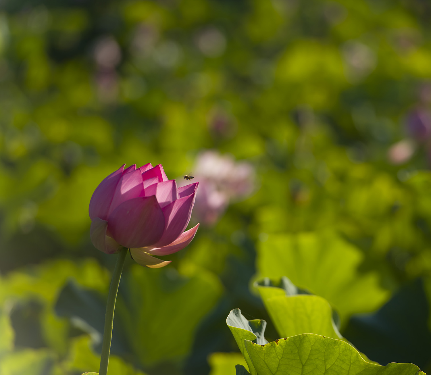 _DSC0303.JPG
