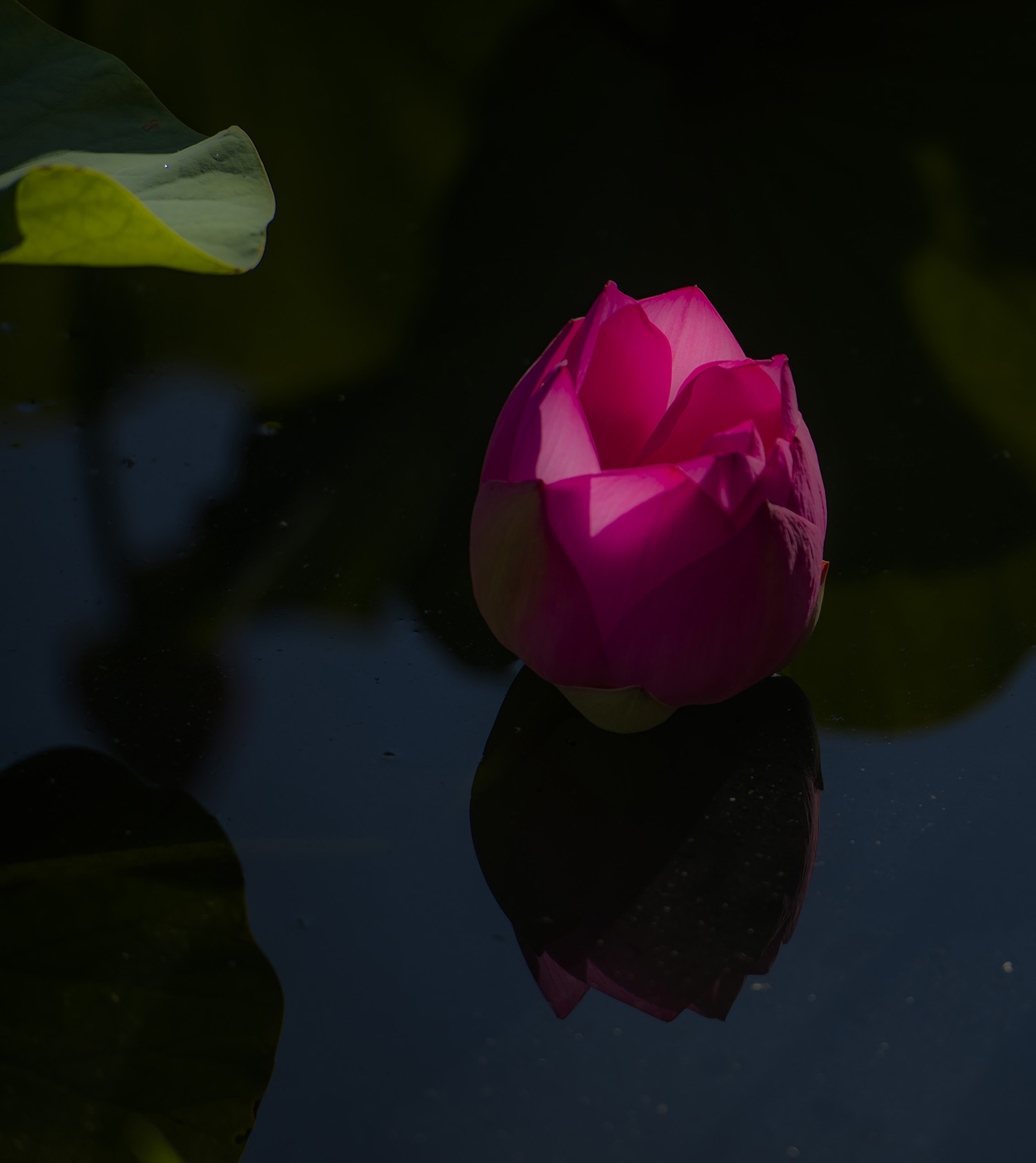 _DSC0394.JPG