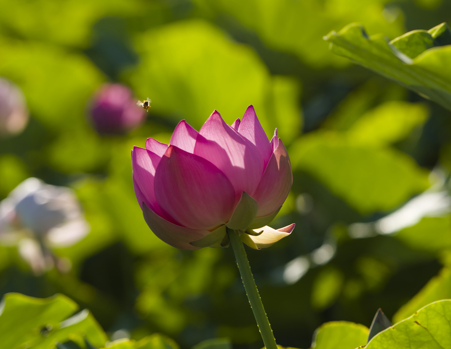 _DSC0332_1.JPG