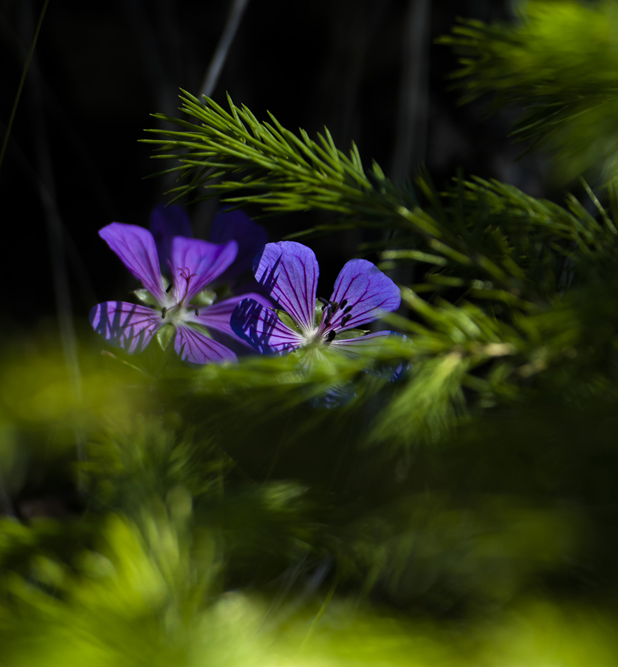 _DSC0517_1.JPG