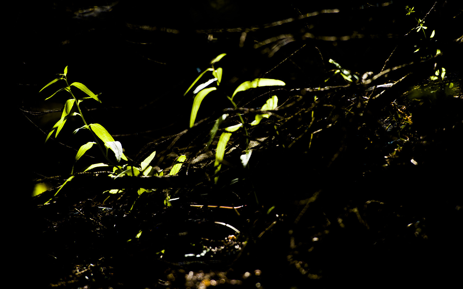 _DSC0475.JPG