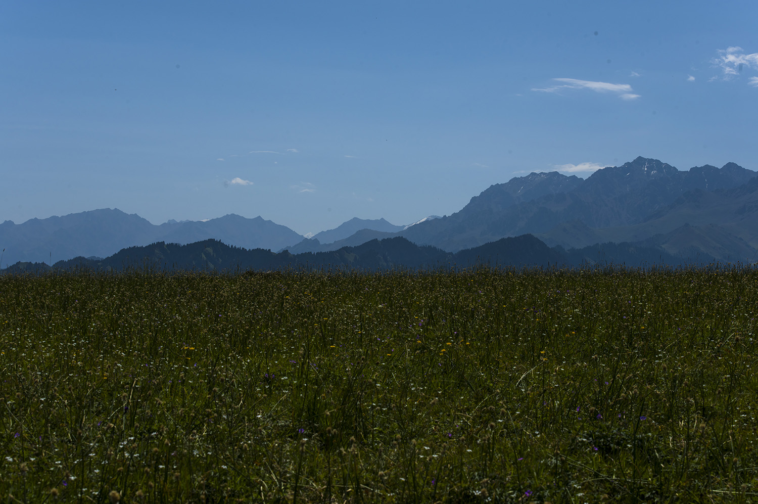 _DSC0593.JPG