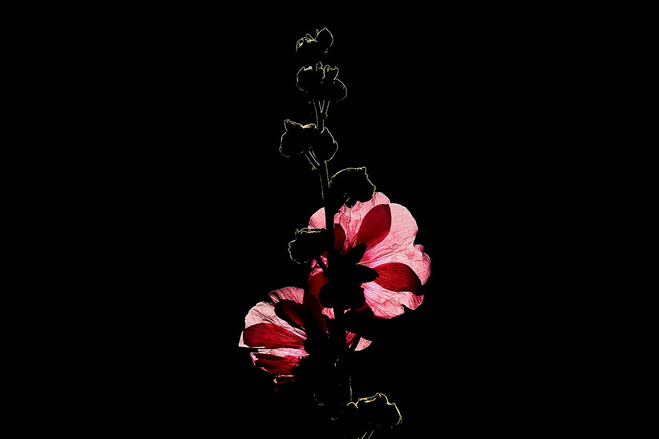 A7801.jpg