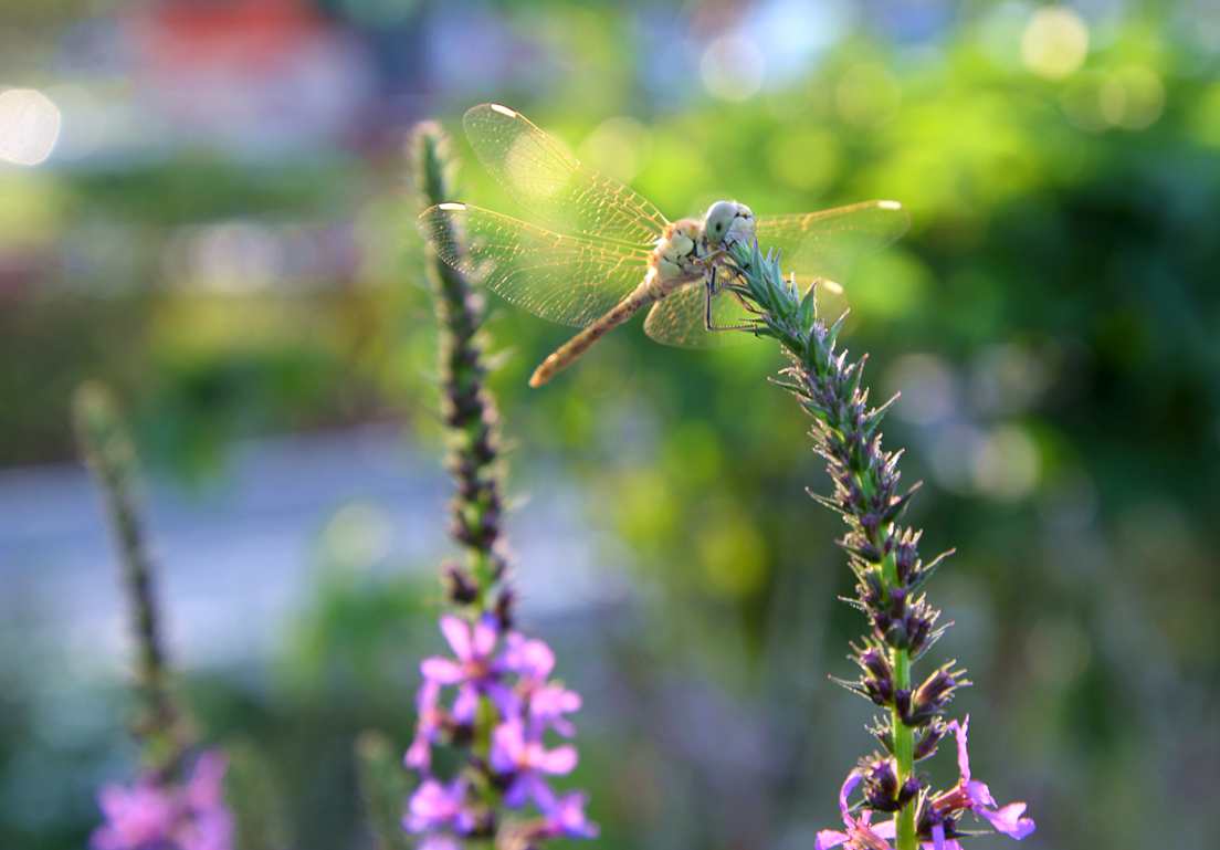DSC_3139_.jpg