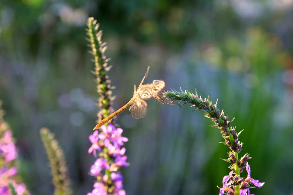 DSC_3145_.jpg