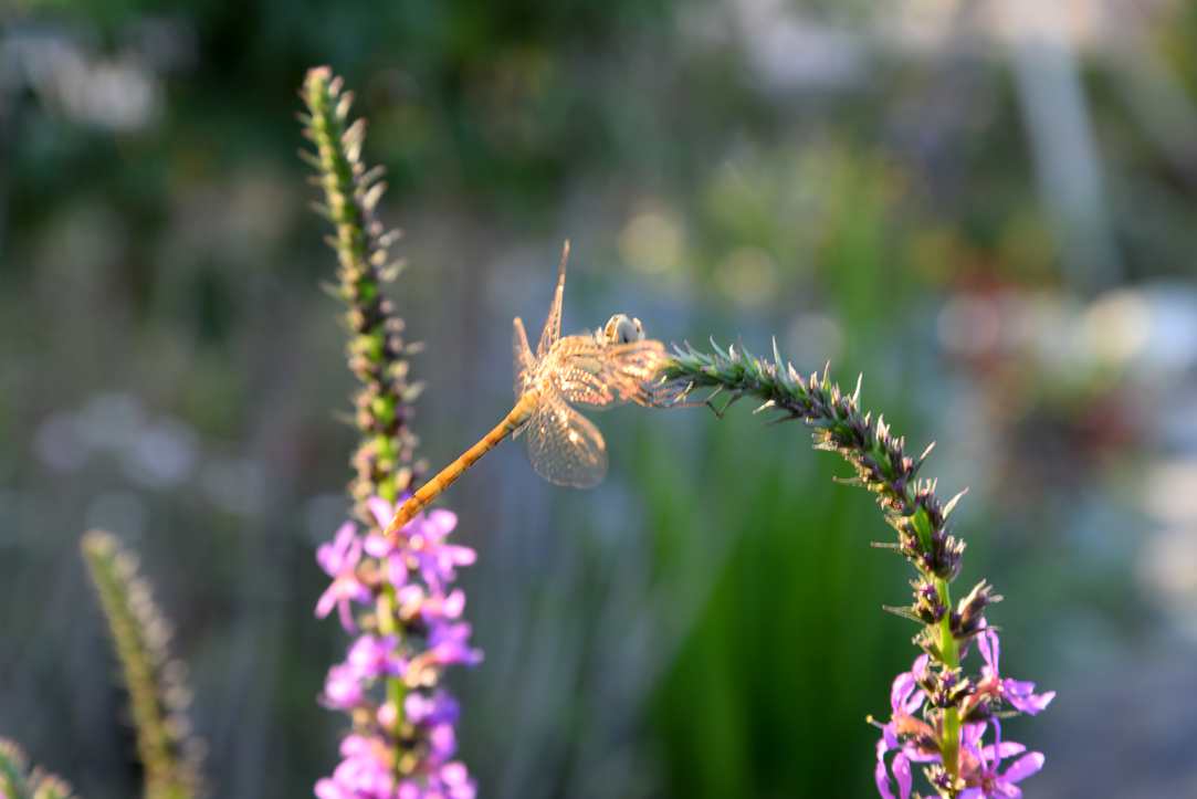 DSC_3146_2.jpg