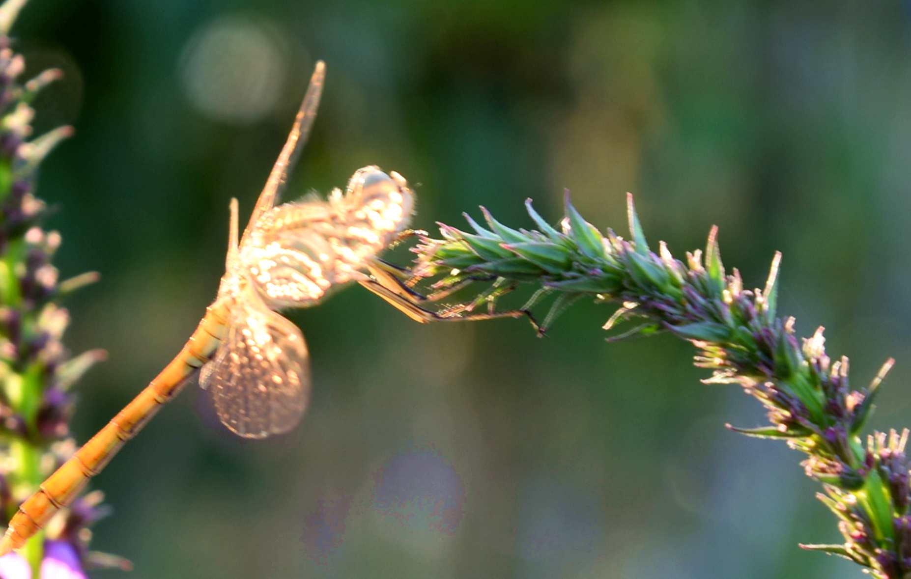 DSC_3147_.jpg