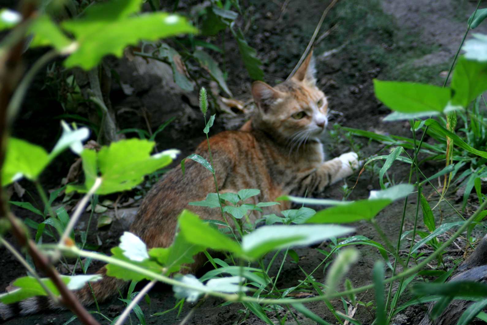 IMG_5771_.jpg