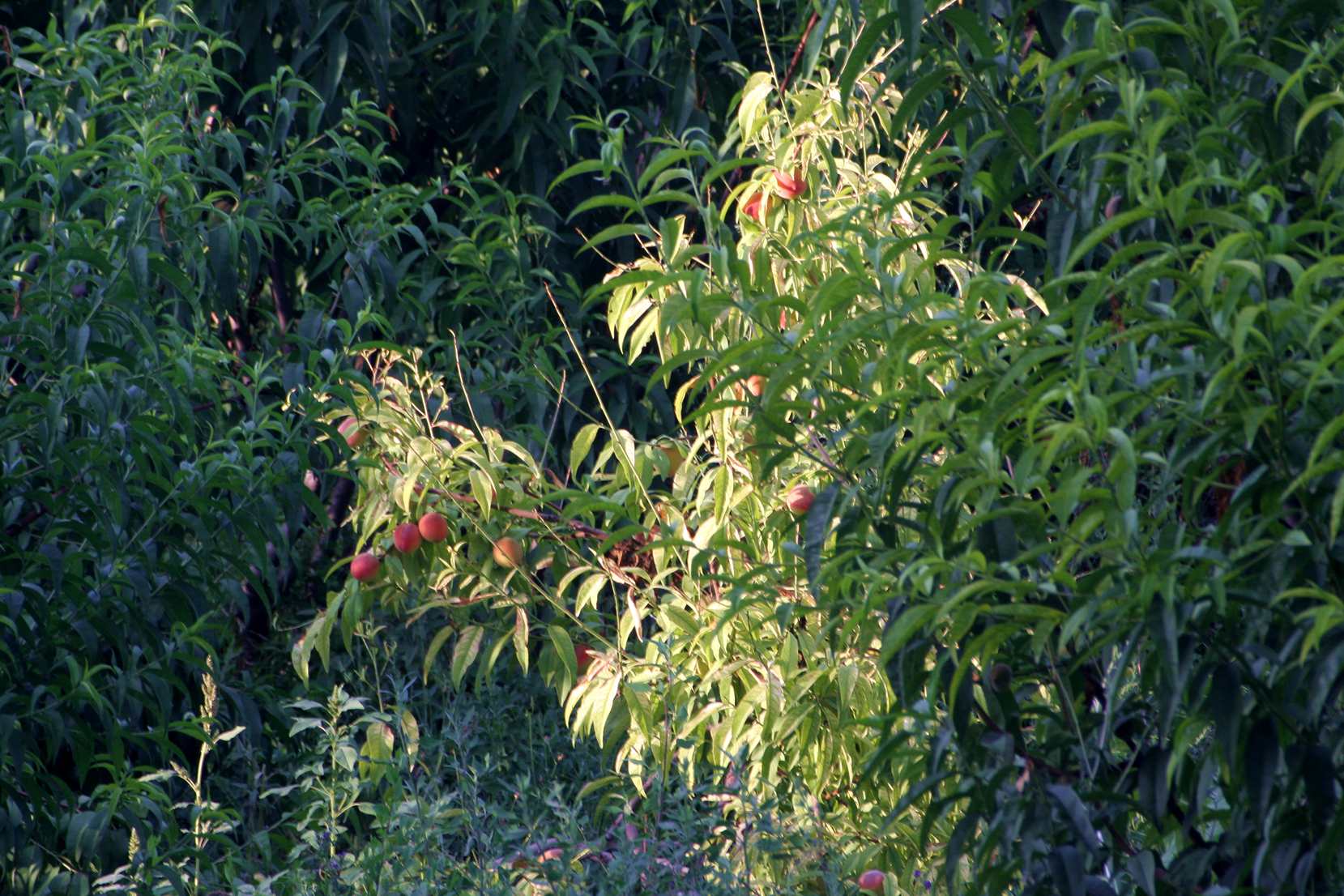 IMG_5820_.jpg