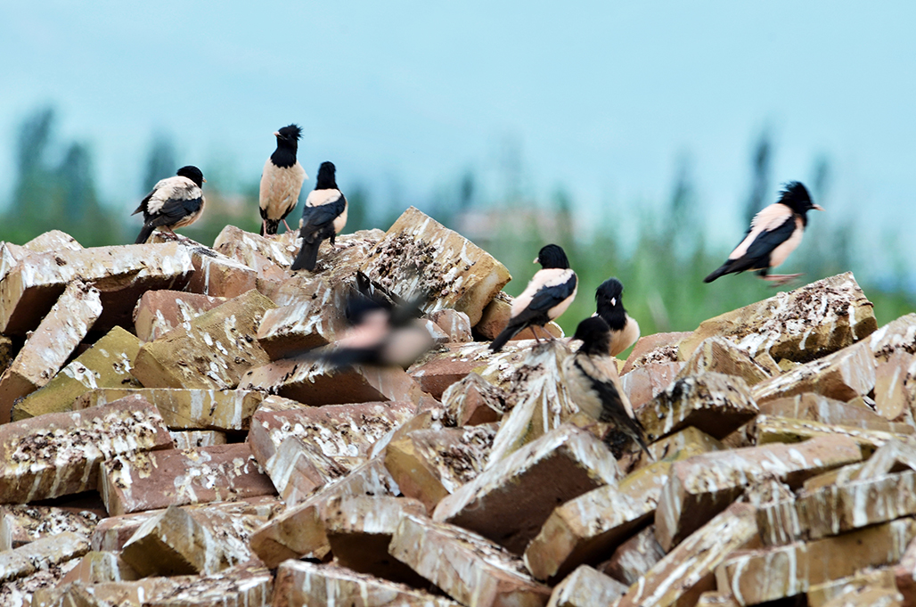 DSC_7726-1.jpg