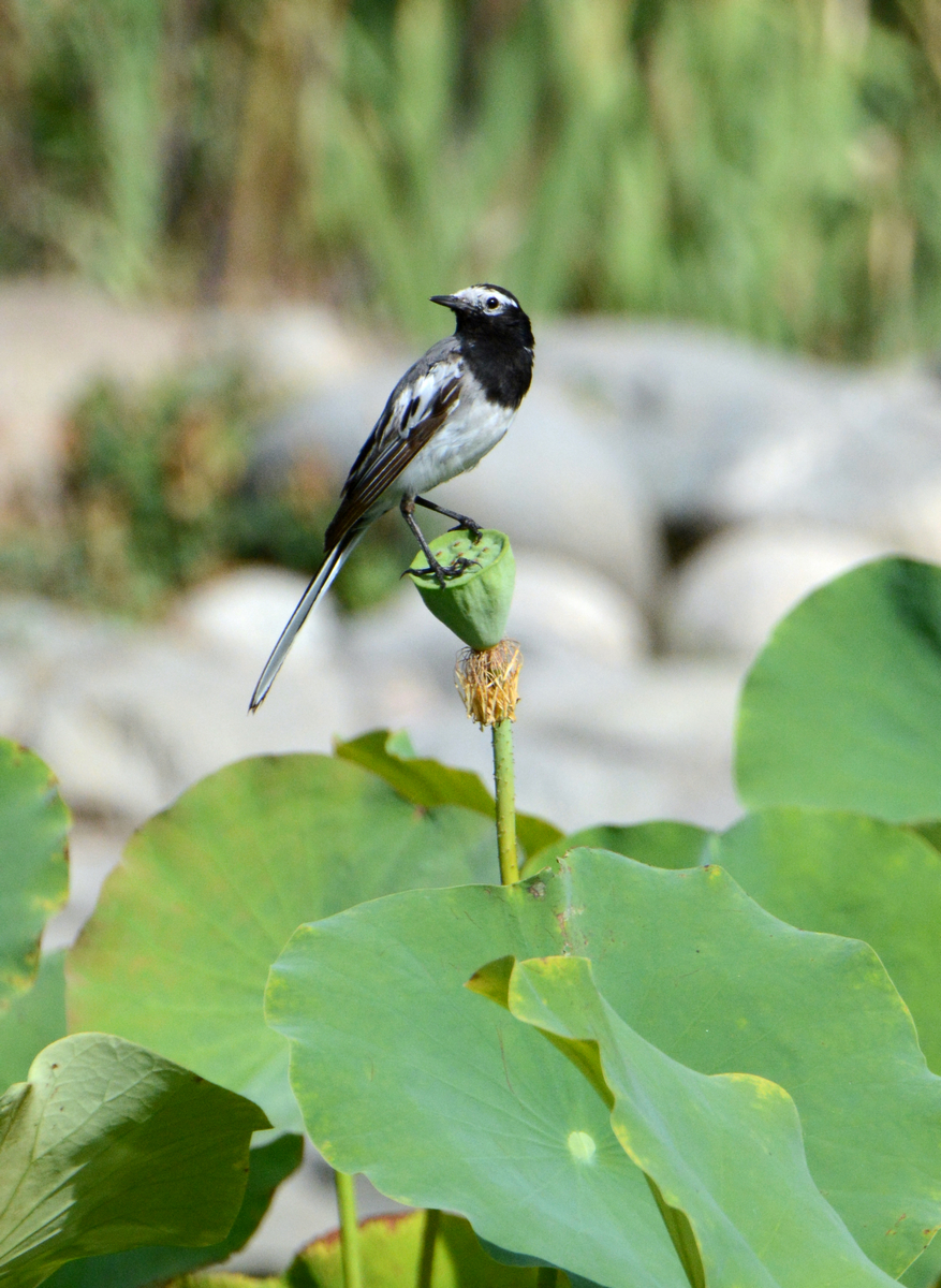 nEO_IMG_DSC_4984.jpg