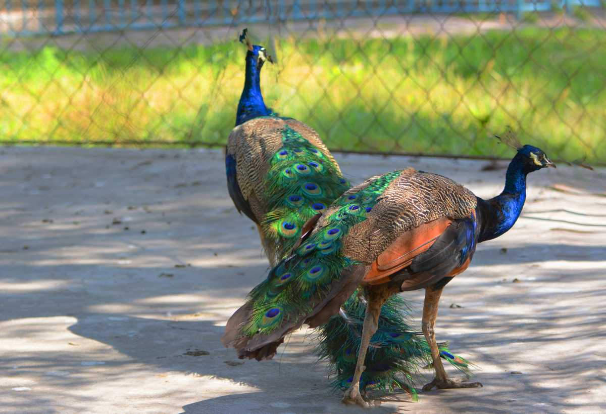 nEO_IMG_DSC_5095.jpg