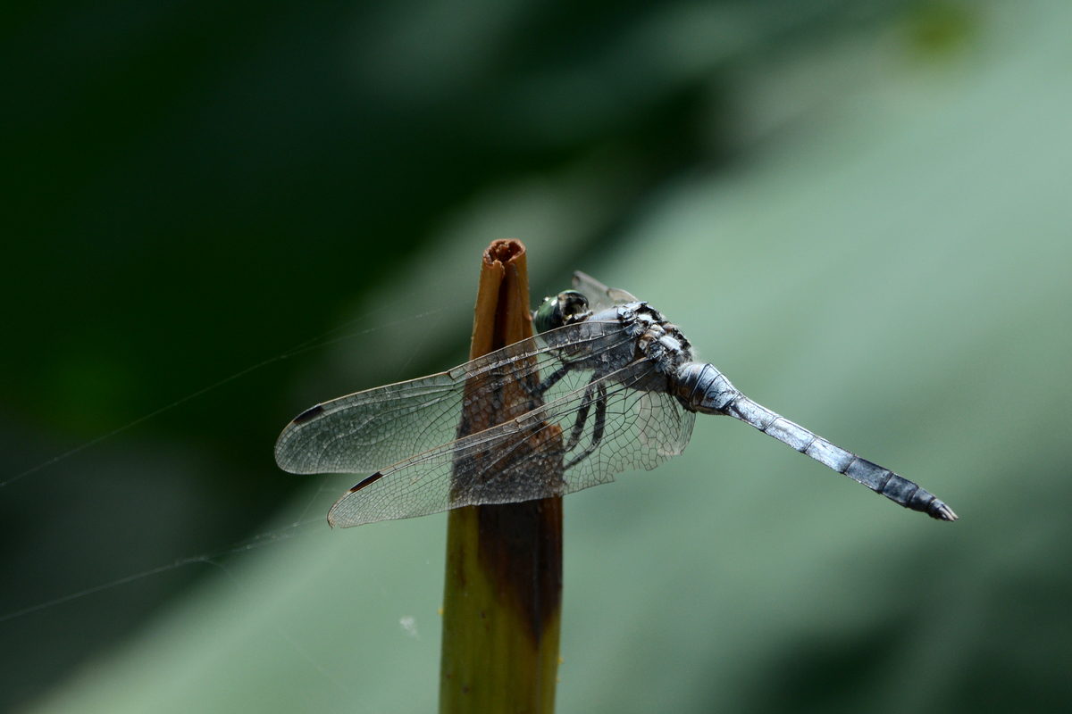 nEO_IMG_DSC_5377.jpg