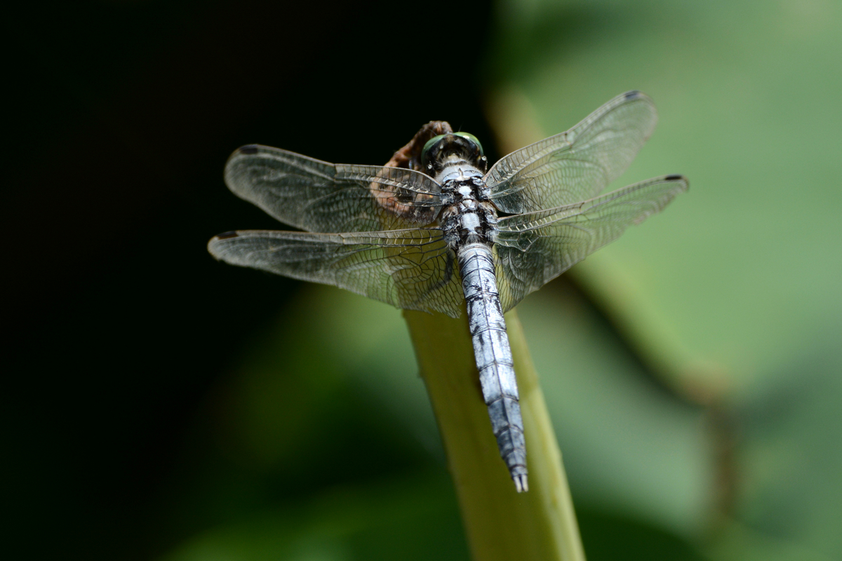 nEO_IMG_DSC_5379.jpg