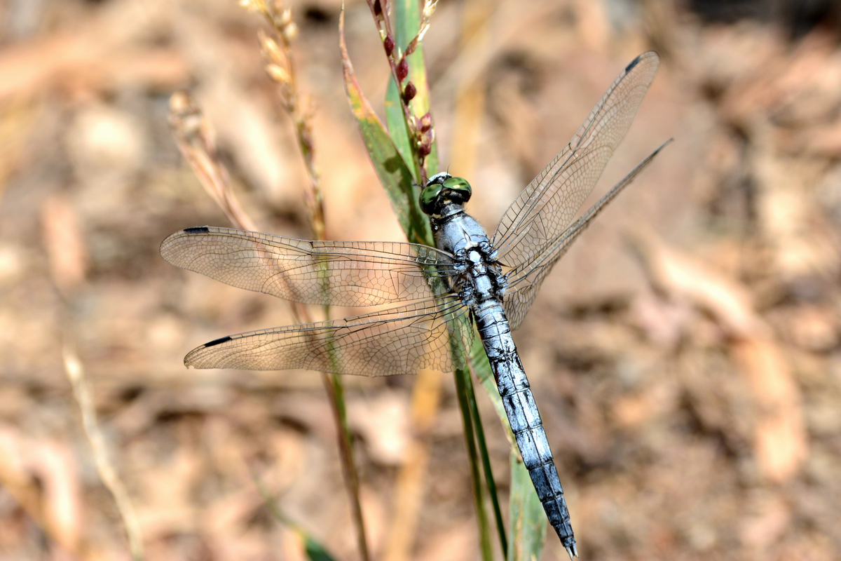 nEO_IMG_DSC_5380.jpg