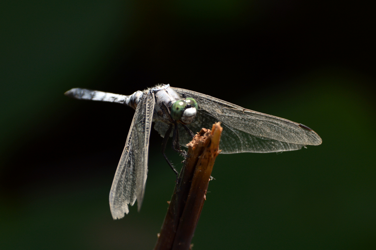 nEO_IMG_DSC_5385.jpg