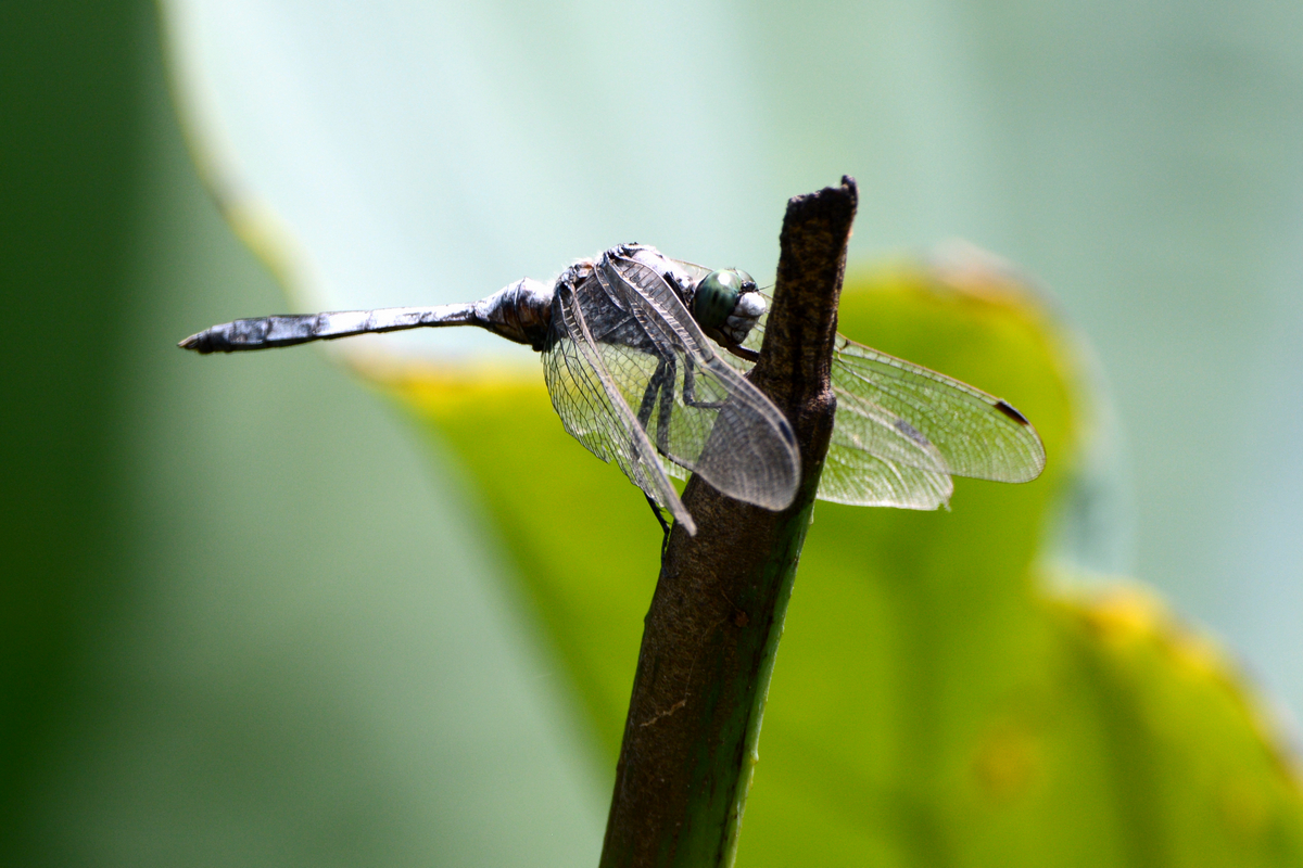nEO_IMG_DSC_5386.jpg