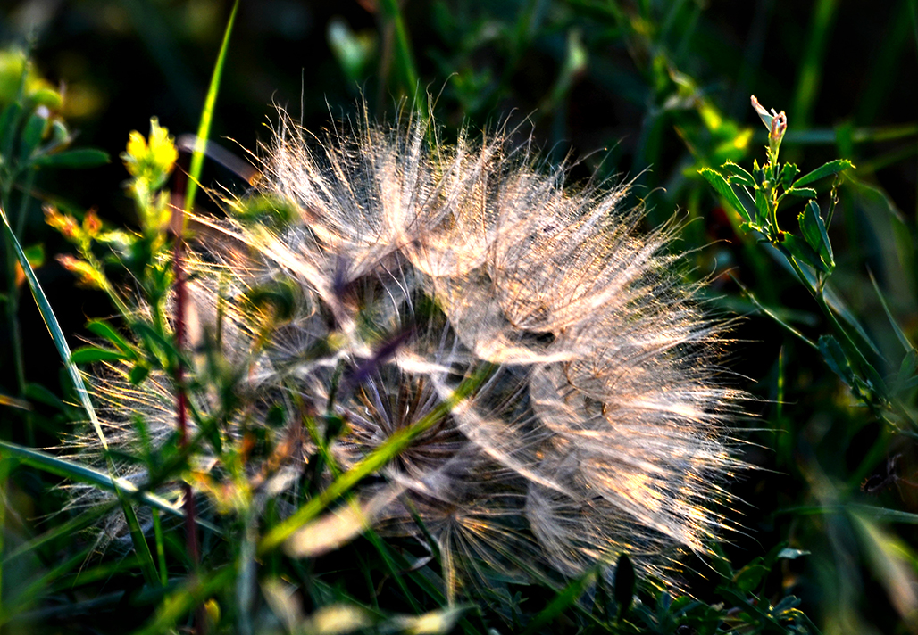 DSC_0036-1.jpg