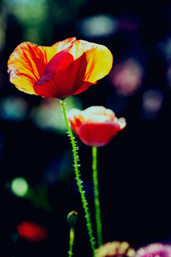 _U0A70691.jpg