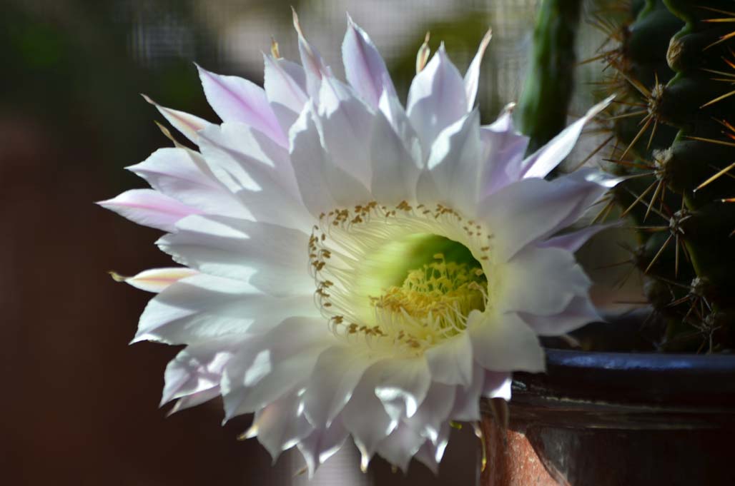 DSC_0208.JPG