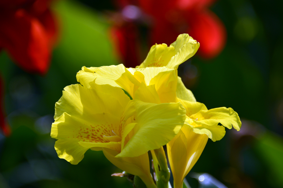 nEO_IMG__DSC0694.jpg