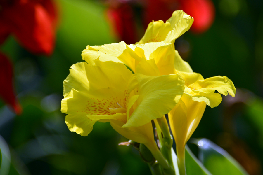 nEO_IMG__DSC0695.jpg
