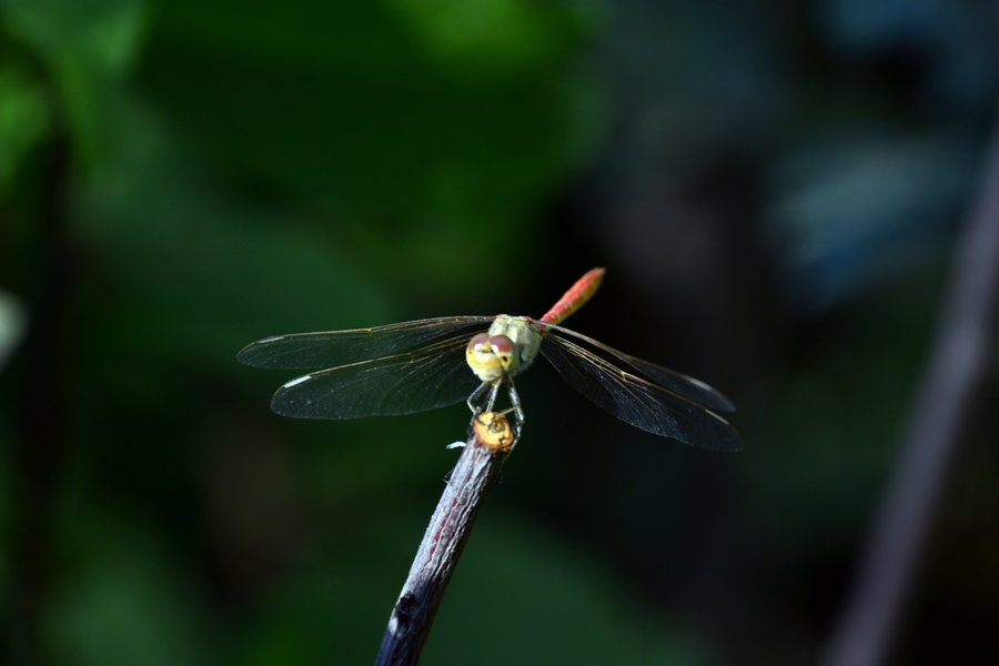 nEO_IMG__DSC1451.jpg
