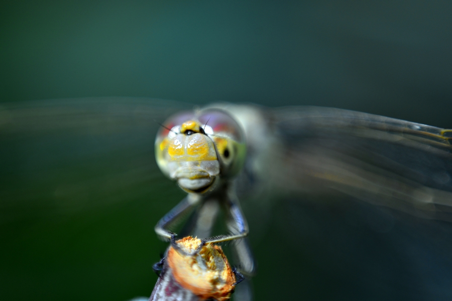 nEO_IMG__DSC1453.jpg