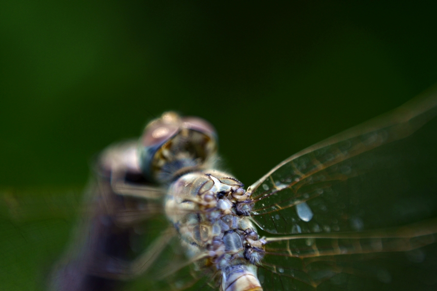 nEO_IMG__DSC1455.jpg