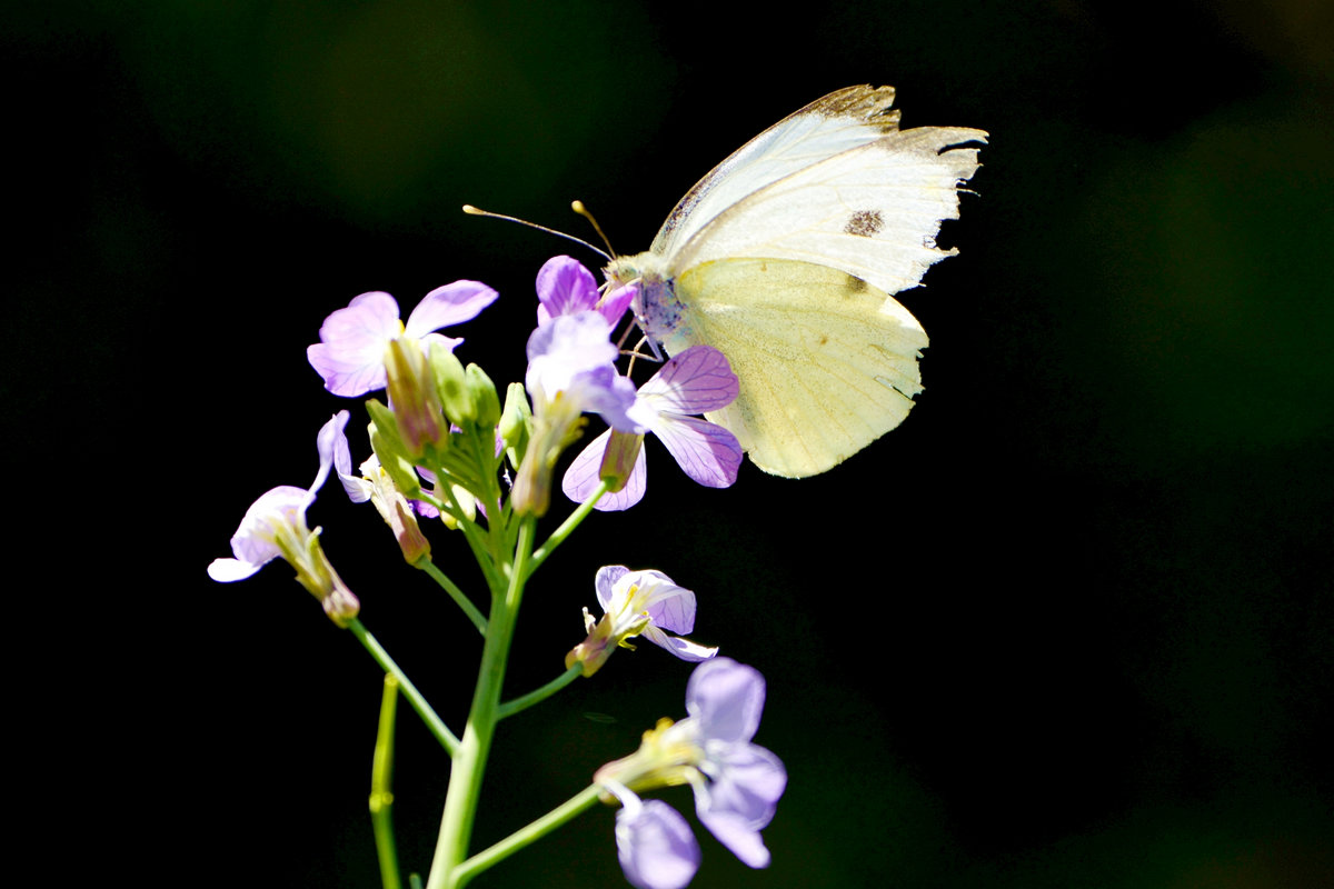 nEO_IMG__DSC2249.jpg
