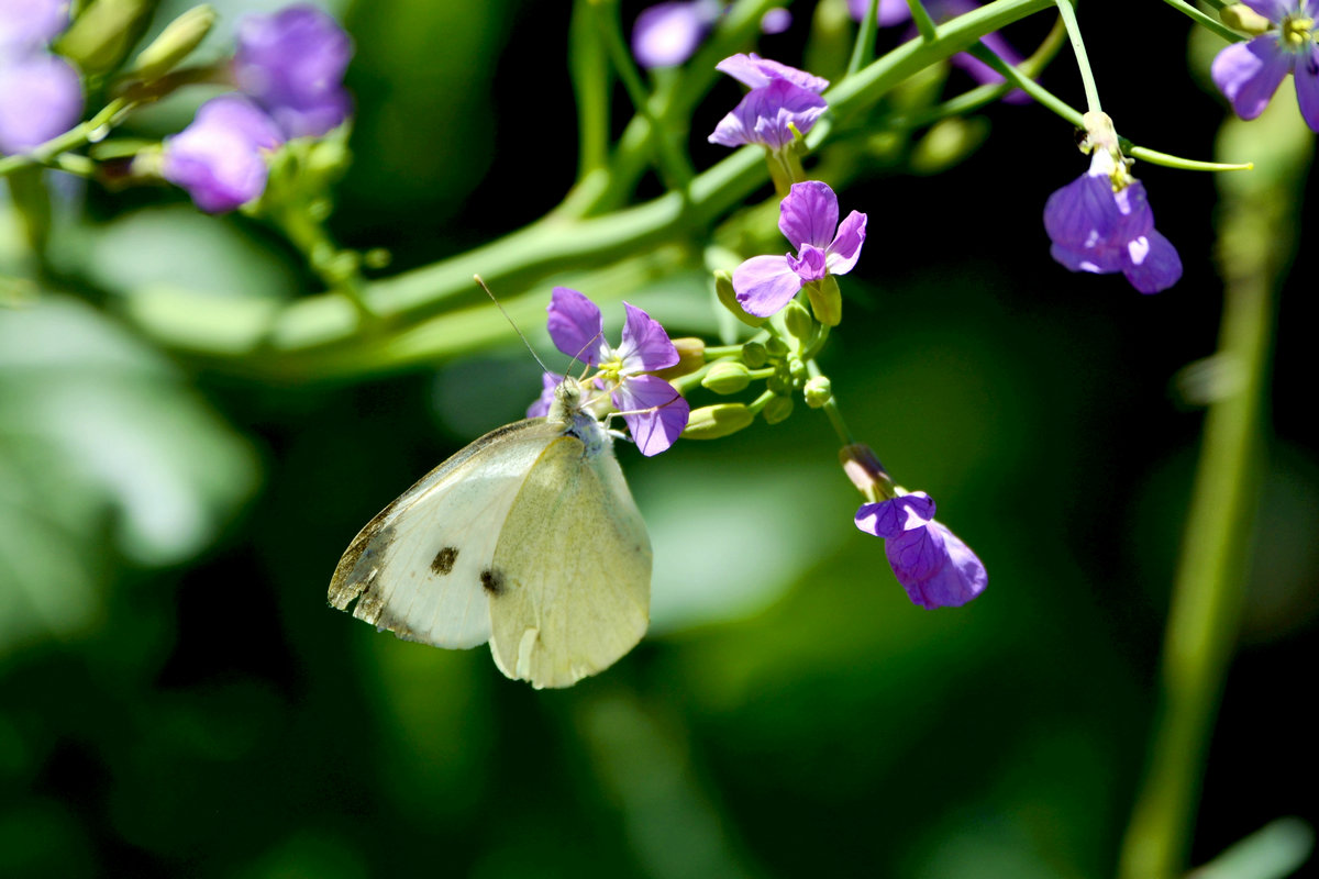 nEO_IMG__DSC2250.jpg
