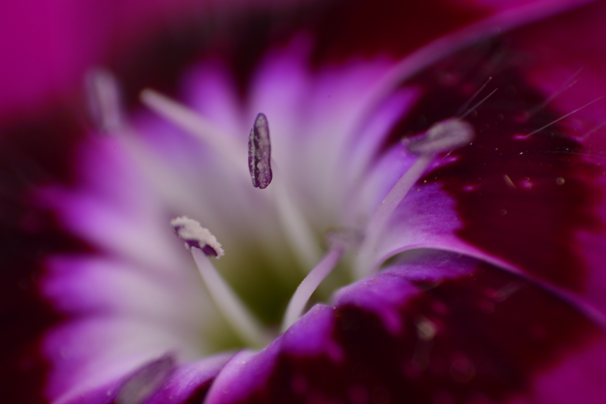 nEO_IMG__DSC2718.jpg