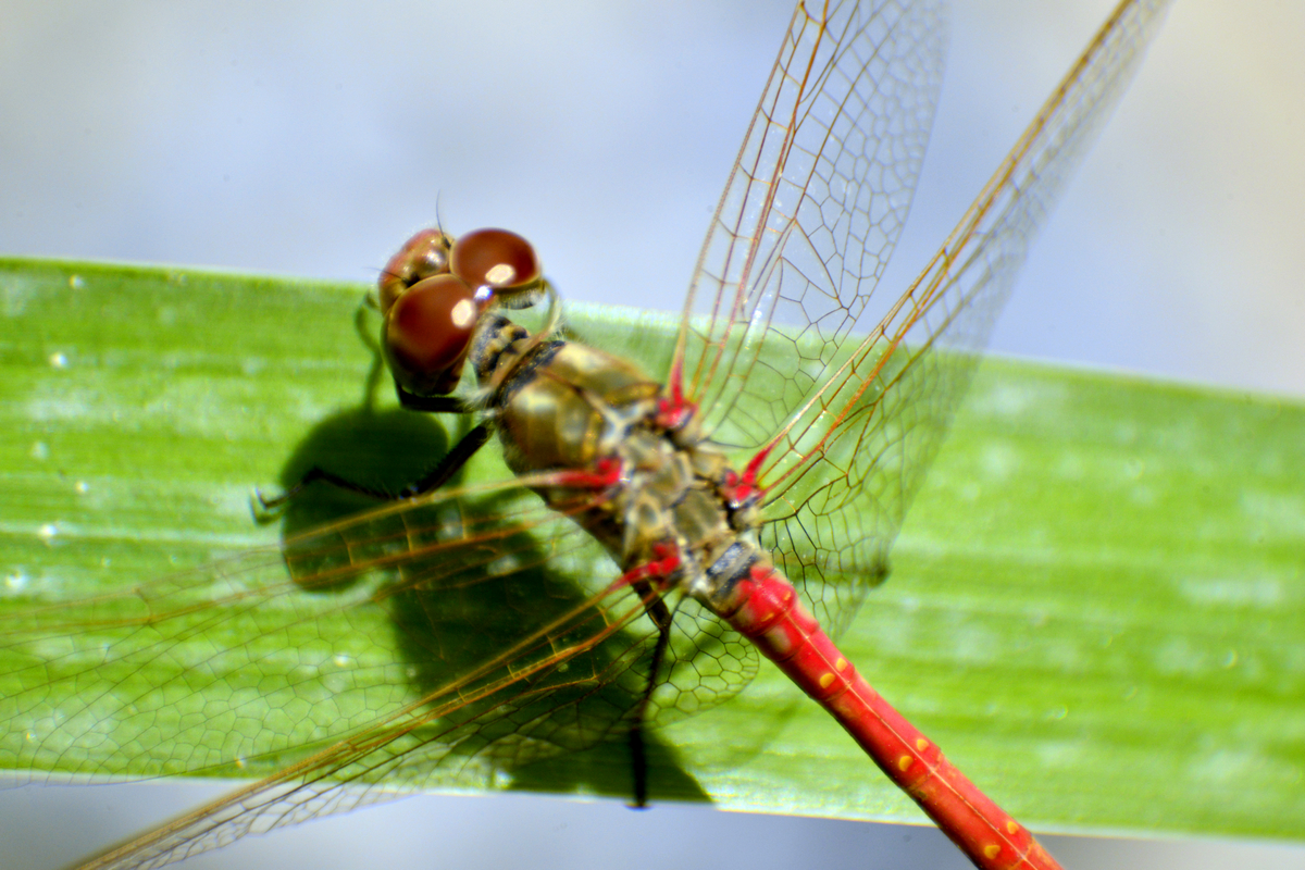 nEO_IMG__DSC2812.jpg