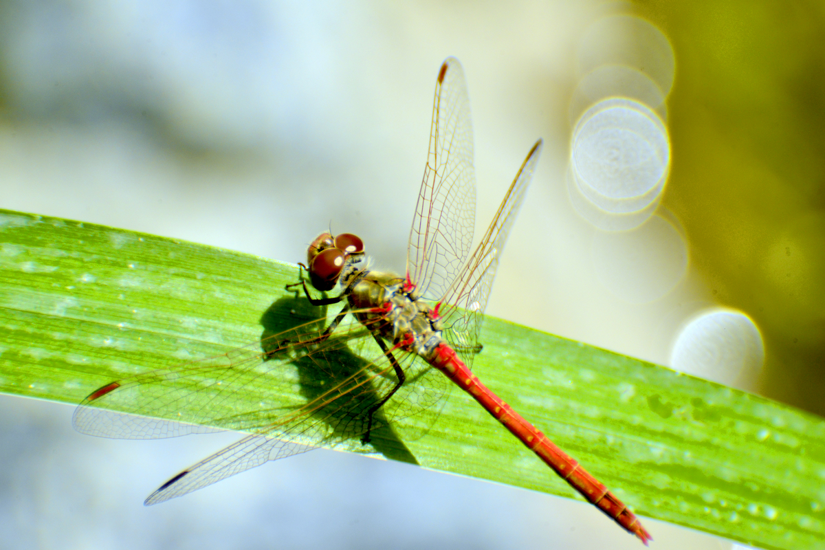 nEO_IMG__DSC2817.jpg