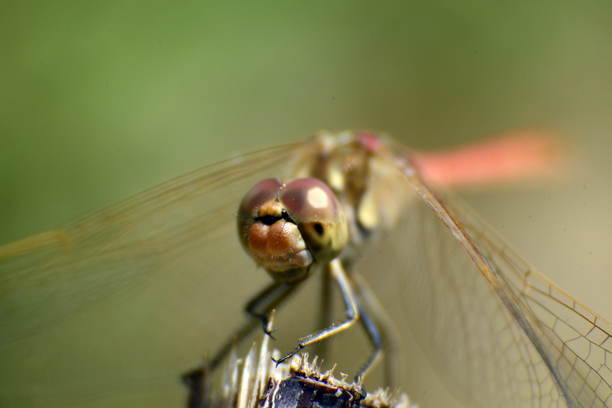nEO_IMG__DSC2837.jpg