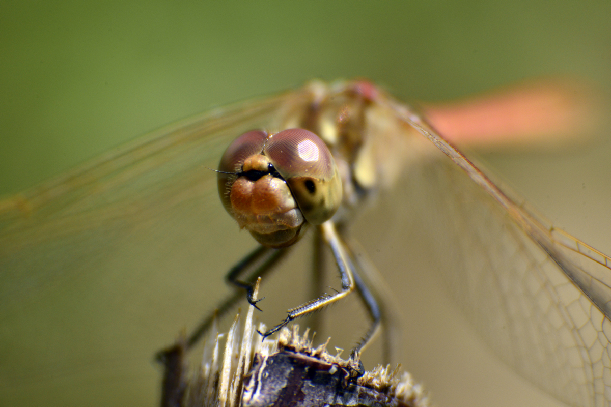 nEO_IMG__DSC2841.jpg