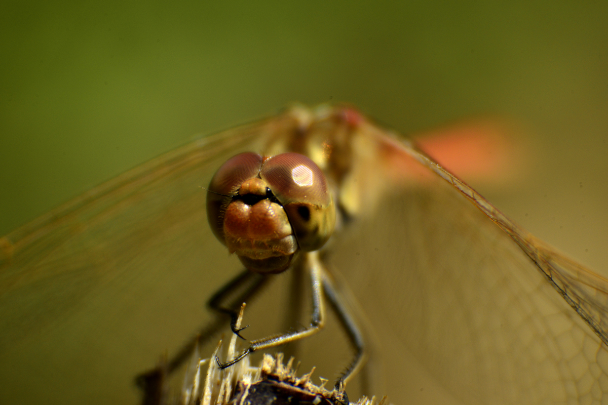 nEO_IMG__DSC2842.jpg