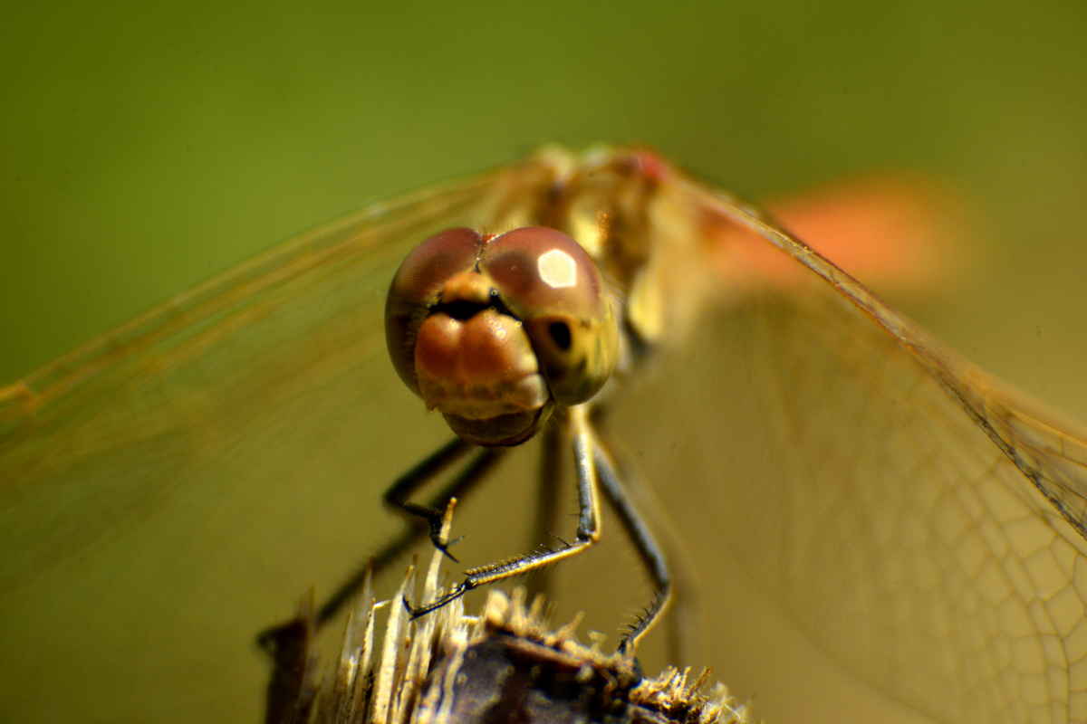 nEO_IMG__DSC2843.jpg