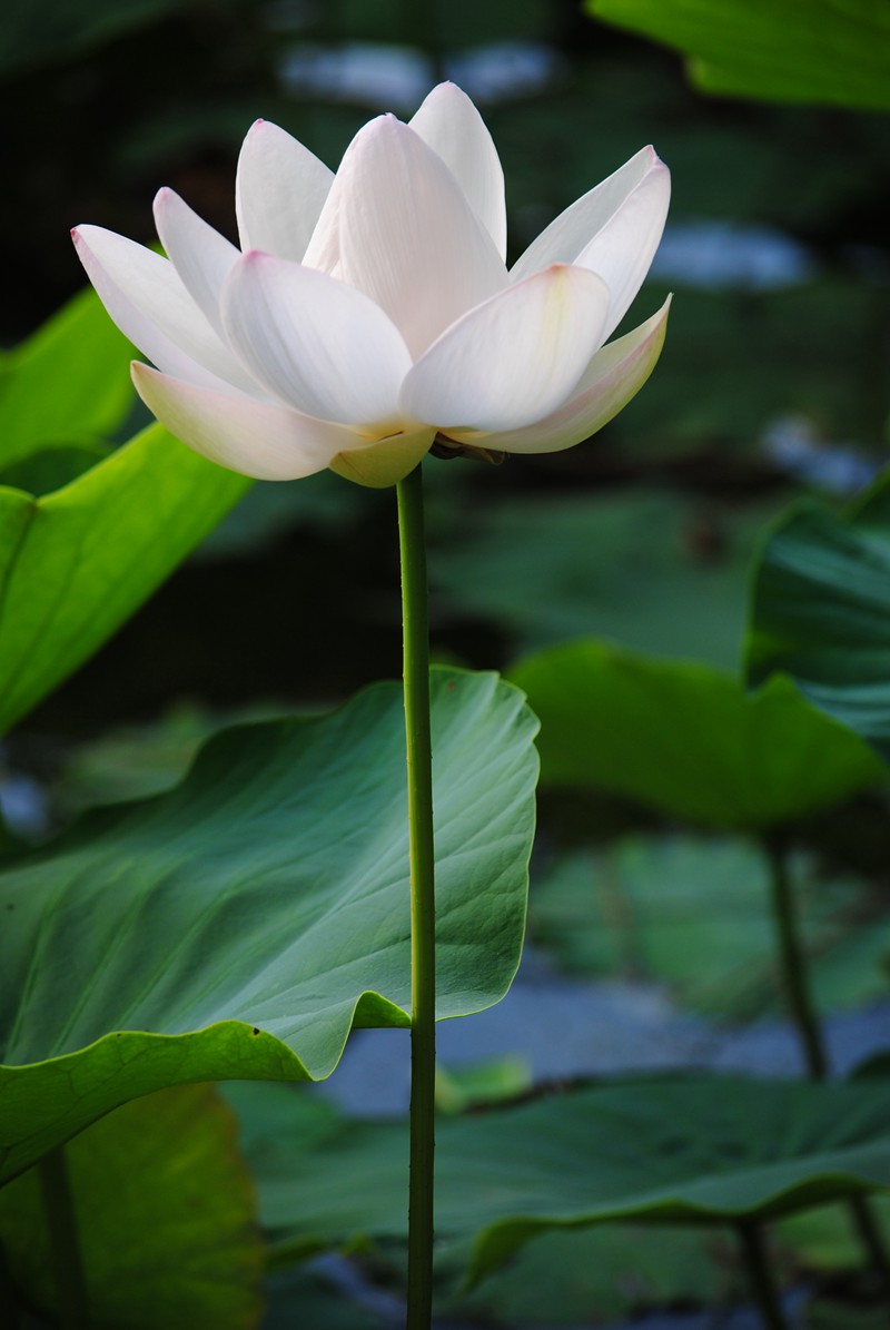 Ƭ 060_.jpg