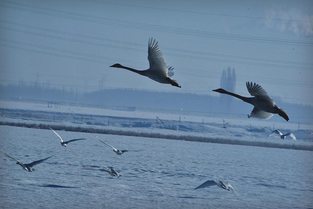 DSC_3940-1.jpg