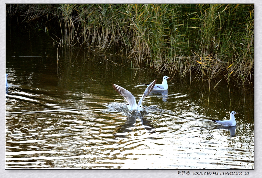 DQ1_0206_.jpg